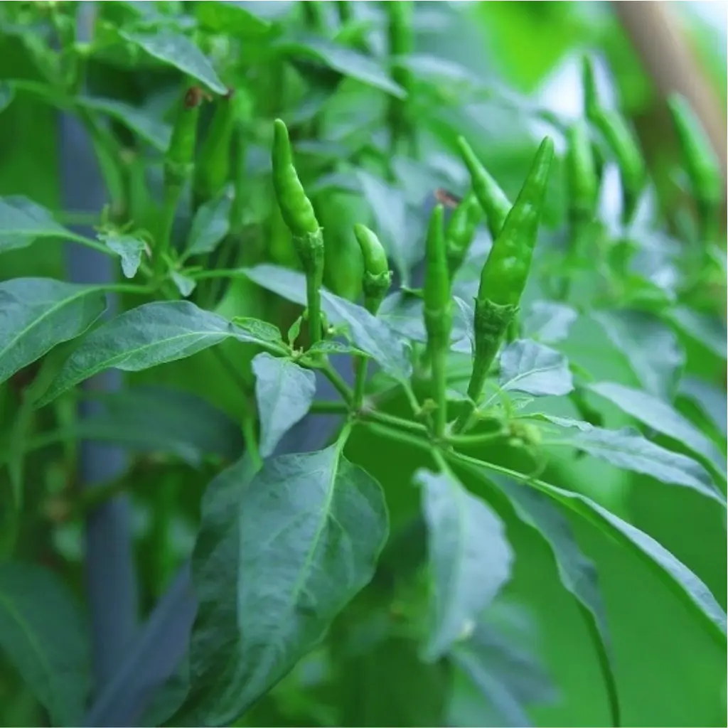 Đậm đ&agrave; hương vị muối ớt chanh Nha Trang g&acirc;y vấn vương nhớ m&atilde;i kh&ocirc;ng qu&ecirc;n 5