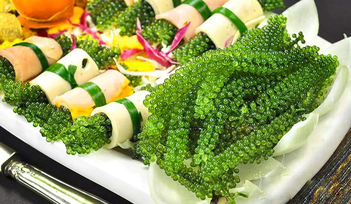 Rong nho biển Nha Trang - M&oacute;n qu&agrave; qu&yacute; gi&aacute; của thi&ecirc;n nhi&ecirc;n 12