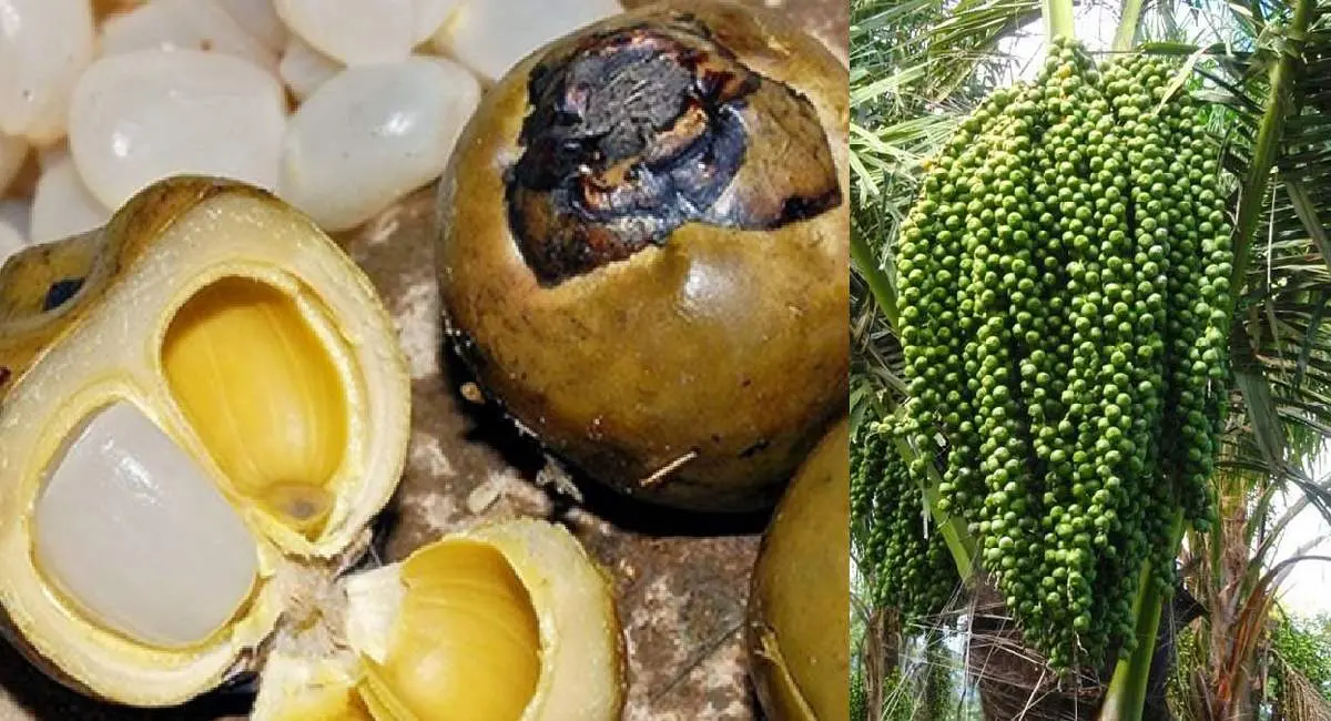 Thưởng thức hạt đ&aacute;c Nha Trang - M&oacute;n đặc sản độc đ&aacute;o của th&agrave;nh phố biển 3