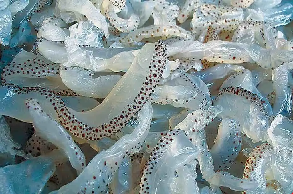 Truy l&ugrave;ng top 10 qu&aacute;n b&uacute;n sứa Nha Trang thu h&uacute;t h&agrave;ng ng&agrave;n du kh&aacute;ch 11
