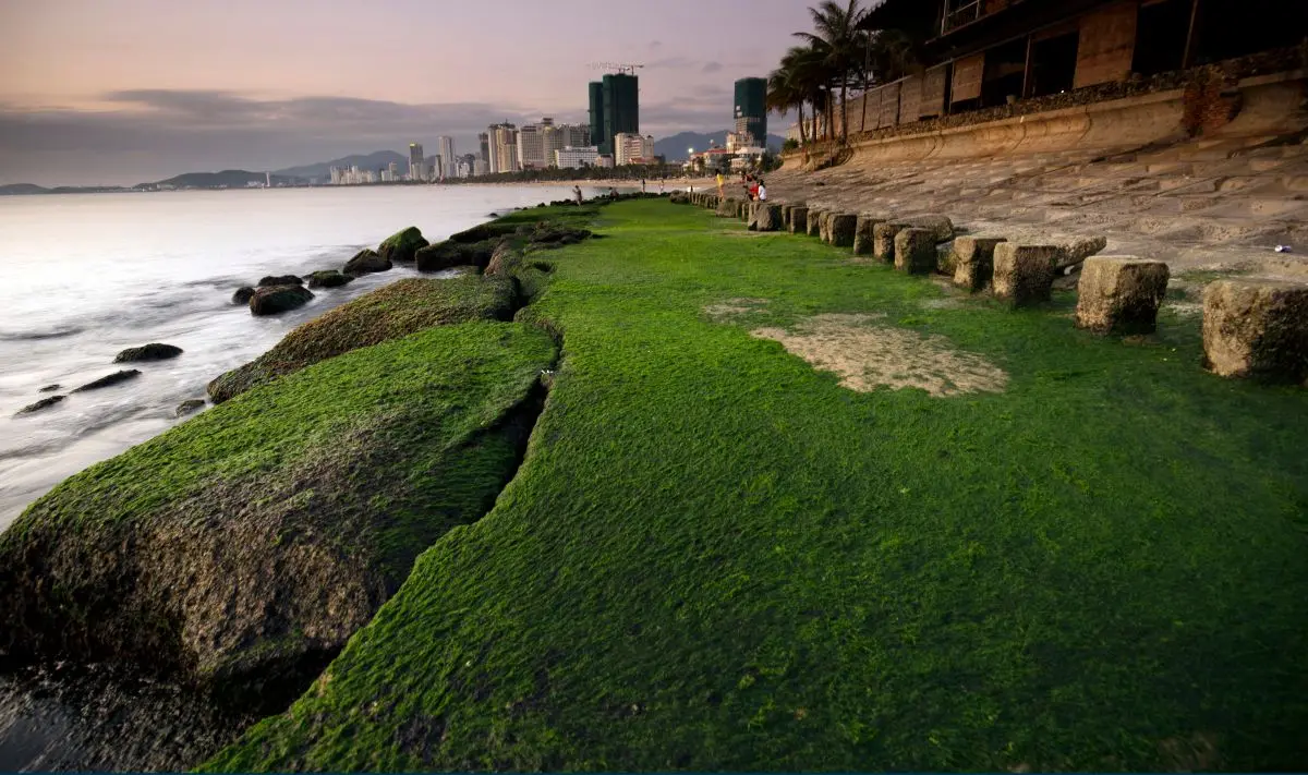 B&atilde;i r&ecirc;u Nha Trang &ndash; Vẻ đẹp m&ecirc; hoặc của thi&ecirc;n nhi&ecirc;n hoang sơ 2