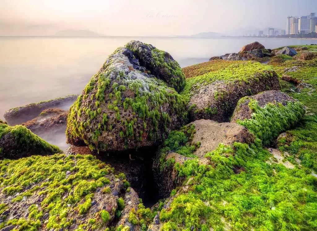 B&atilde;i r&ecirc;u Nha Trang &ndash; Vẻ đẹp m&ecirc; hoặc của thi&ecirc;n nhi&ecirc;n hoang sơ 9