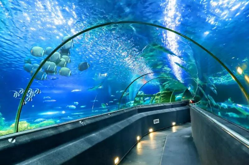 Đến Thủy cung Vinpearl Nha Trang kh&aacute;m ph&aacute; thế giới đại dương 4