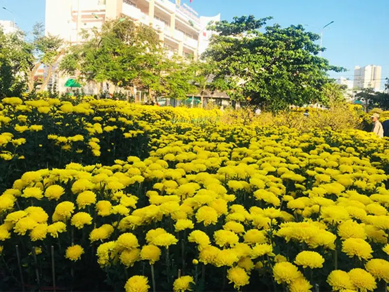 Du lịch Nha Trang Tết 2026: Những trải nghiệm kh&ocirc;ng n&ecirc;n bỏ qua 4
