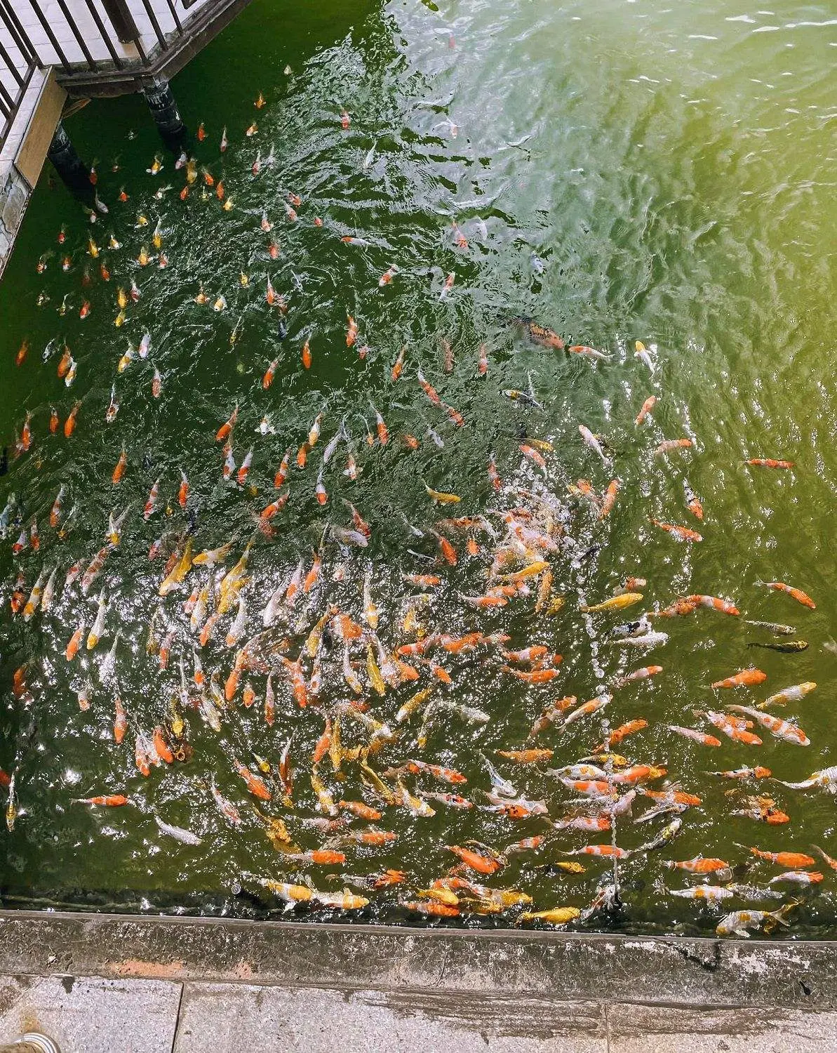 Một ch&uacute;t y&ecirc;n b&igrave;nh cho ng&agrave;y đầu năm c&ugrave;ng Cường Quốc Phạm tại Ch&ugrave;a Ba Đảo Nha Trang 5