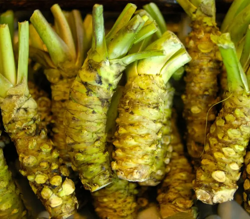 Wasabi l&agrave; g&igrave;? Hương vị xanh cay nồng đắt gi&aacute; nhất Nhật Bản 2