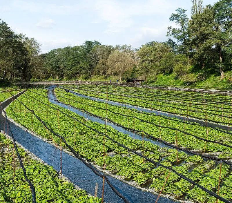 Wasabi l&agrave; g&igrave;? Hương vị xanh cay nồng đắt gi&aacute; nhất Nhật Bản 7