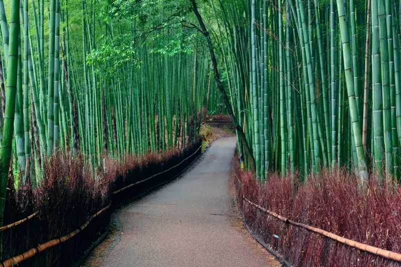 Arashiyama nơi tụ hội những vi&ecirc;n ngọc tự nhi&ecirc;n tại Kyoto 2