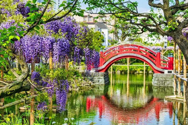 Đắm ch&igrave;m trong m&ugrave;a hoa tử đằng Nhật Bản nở rộ rực rỡ 5