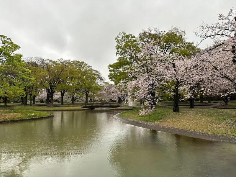 Dạo bước quanh ng&ocirc;i đền Meiji Jingu đầy linh thi&ecirc;ng của Nhật Bản 12