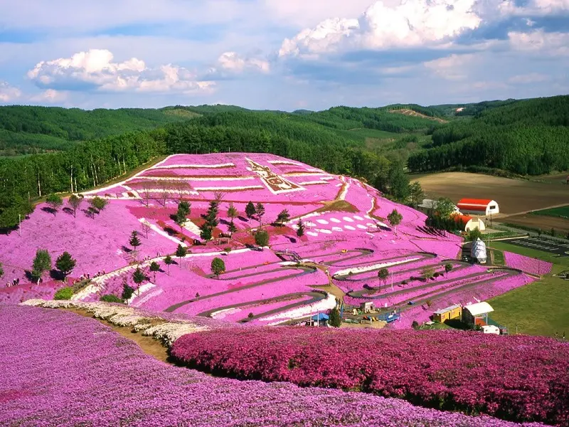 Du lịch Hokkaido kh&aacute;m ph&aacute; vẻ đẹp miền Bắc tuyết trắng 5