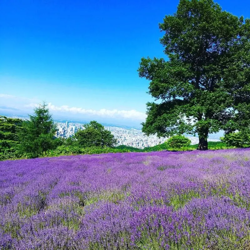 Du lịch Hokkaido m&ugrave;a h&egrave;, kh&aacute;m ph&aacute; loạt thắng cảnh ấn tượng 4
