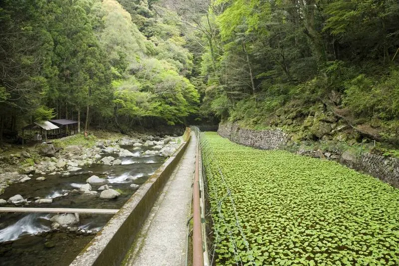Shizuoka điểm đến hướng về n&uacute;i Ph&uacute; Sĩ linh thi&ecirc;ng của Nhật Bản 3