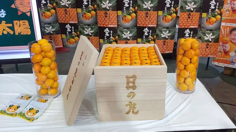 Tỉnh Ehime mảnh đất của thi&ecirc;n nhi&ecirc;n v&agrave; lịch sử Nhật Bản 4