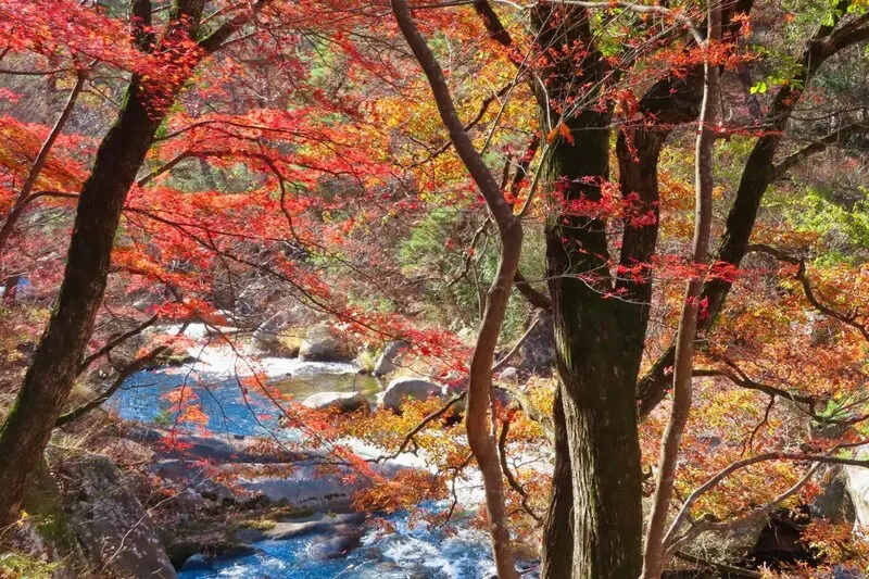 Yamanashi qu&ecirc; hương của ngọn n&uacute;i Ph&uacute; Sĩ Nhật Bản 10