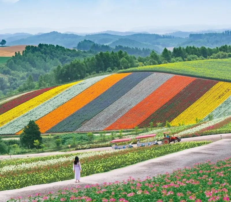 Du lịch Hokkaido mùa hè, khám phá loạt thắng cảnh ấn tượng