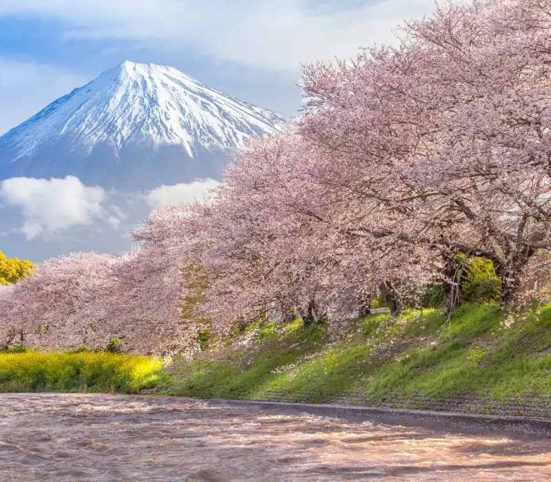 Kinh nghiệm du lịch Shizuoka: Top 10 điểm đến nổi tiếng không thể bỏ lỡ