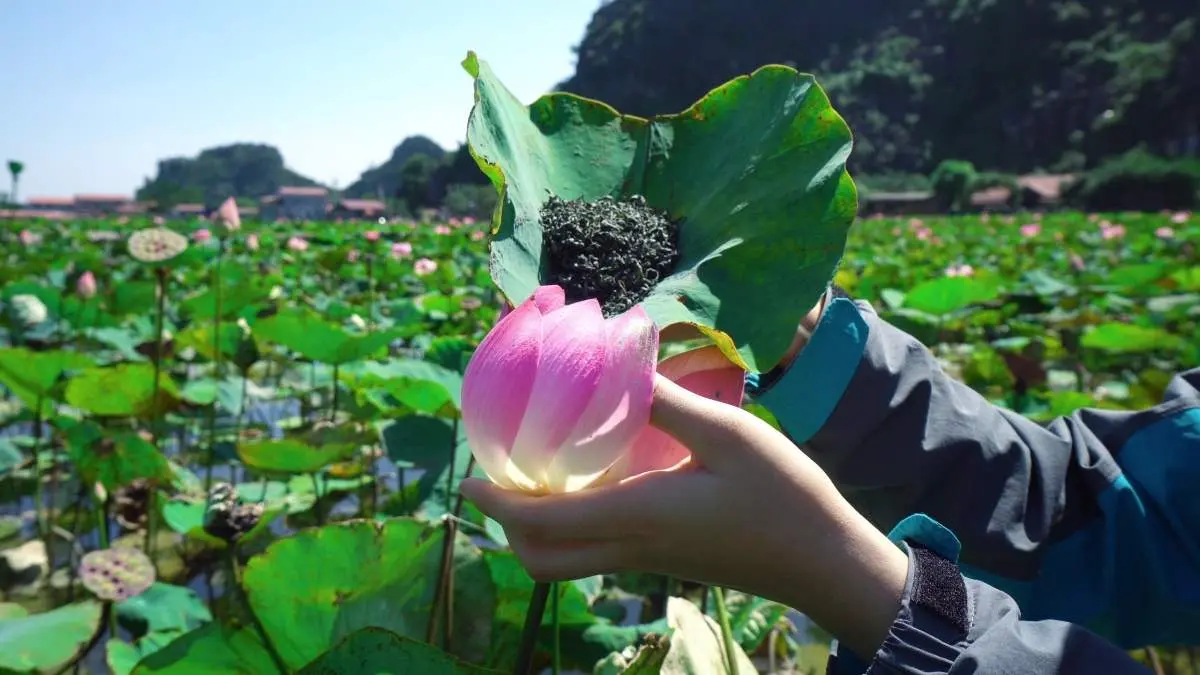 Kh&aacute;m ph&aacute; c&aacute;c m&oacute;n ăn từ sen tươi Ninh B&igrave;nh với hương vị đồng qu&ecirc; 6