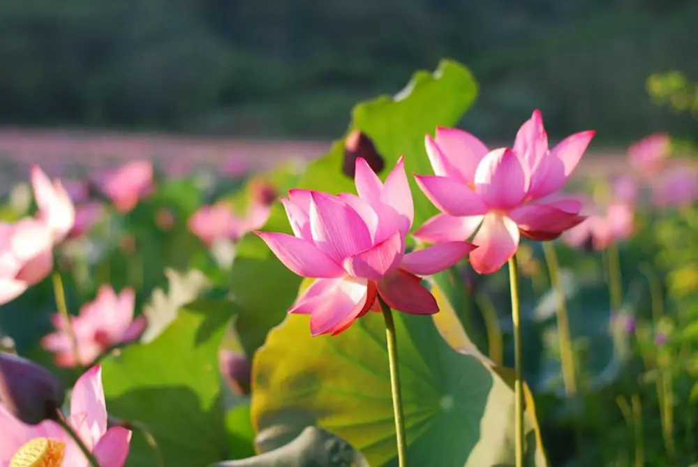 Kh&aacute;m ph&aacute; c&aacute;c m&oacute;n ăn từ sen tươi Ninh B&igrave;nh với hương vị đồng qu&ecirc; 4