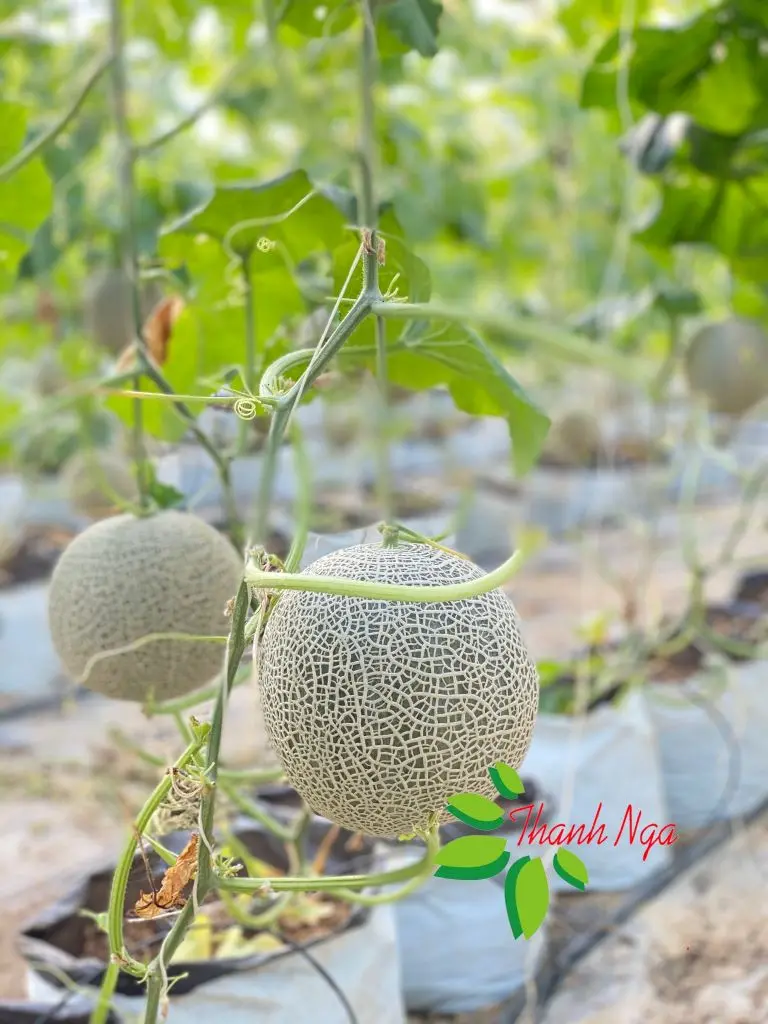 Nh&agrave; h&agrave;ng Thanh Nga &ndash; Địa điểm ẩm thực l&yacute; tưởng tại Ninh B&igrave;nh 11