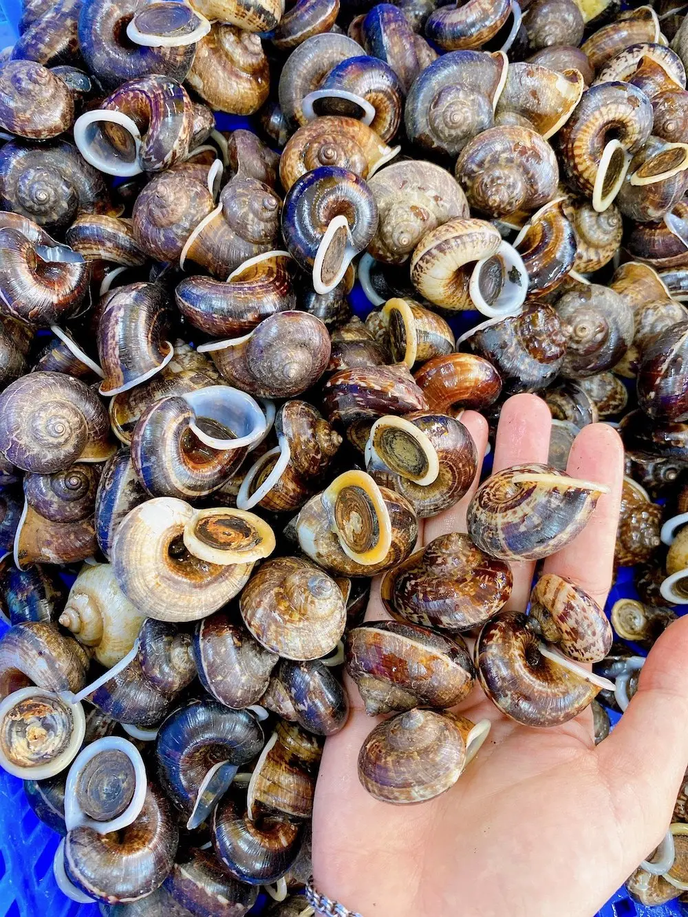 Tự chế biến, bạn đ&atilde; biết c&aacute;ch c&aacute;ch luộc ốc n&uacute;i Ninh B&igrave;nh chưa? 4