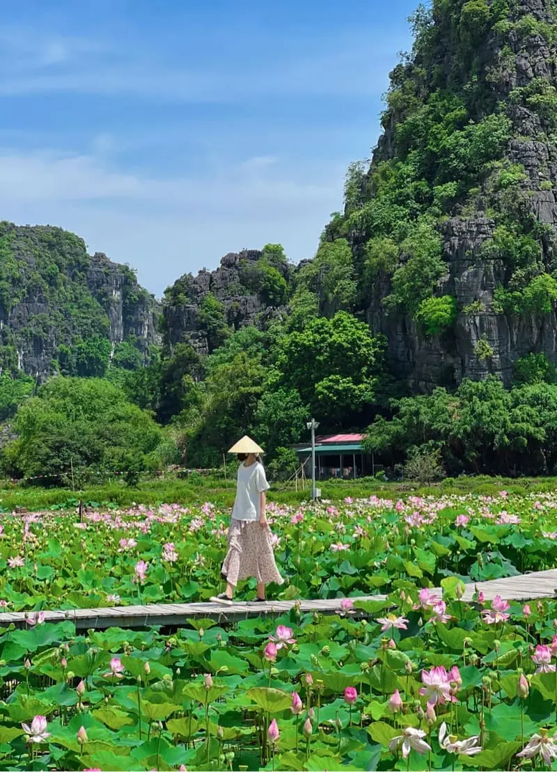 Đầm sen Hang M&uacute;a, điểm đến với vẻ đẹp thơ mộng tại Ninh B&igrave;nh 2