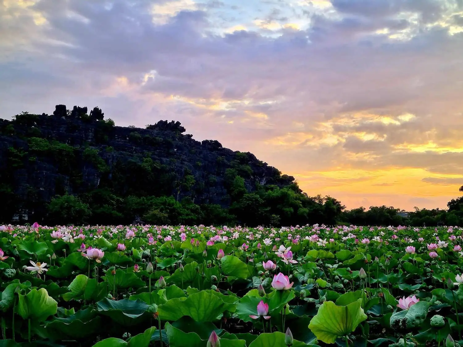Đầm sen Hang M&uacute;a Ninh B&igrave;nh n&ecirc;n thơ qua ống k&iacute;nh c&ocirc; n&agrave;ng L&acirc;m Hy 2