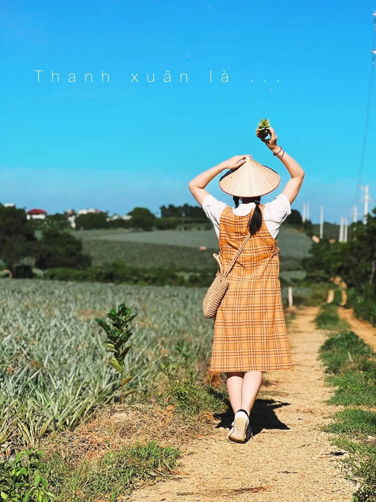 Đồi dứa Tam Điệp, điểm check-in cực chất ở phương Nam cố đ&ocirc; 5
