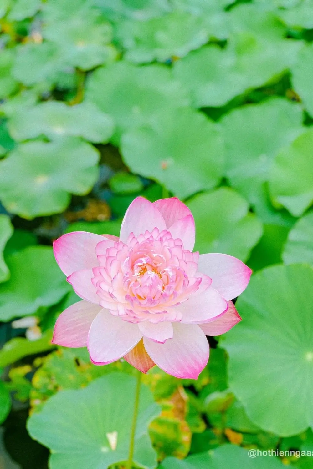 Kh&aacute;m ph&aacute; Đầm sen Hang M&uacute;a Ninh B&igrave;nh đẹp qu&ecirc;n lối về c&ugrave;ng Hồ Thi&ecirc;n Nga 6
