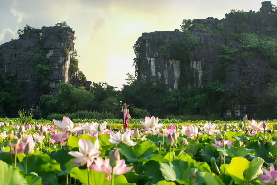 Ninh B&igrave;nh m&ugrave;a sen đẹp ng&acirc;y ngất như một bức tranh đầy n&eacute;t chấm ph&aacute; 3