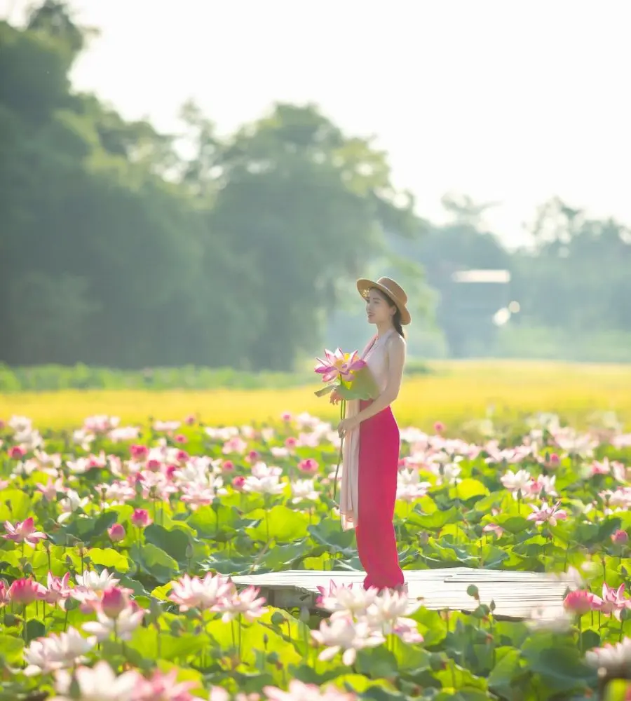 Ninh B&igrave;nh m&ugrave;a sen đẹp ng&acirc;y ngất như một bức tranh đầy n&eacute;t chấm ph&aacute; 6