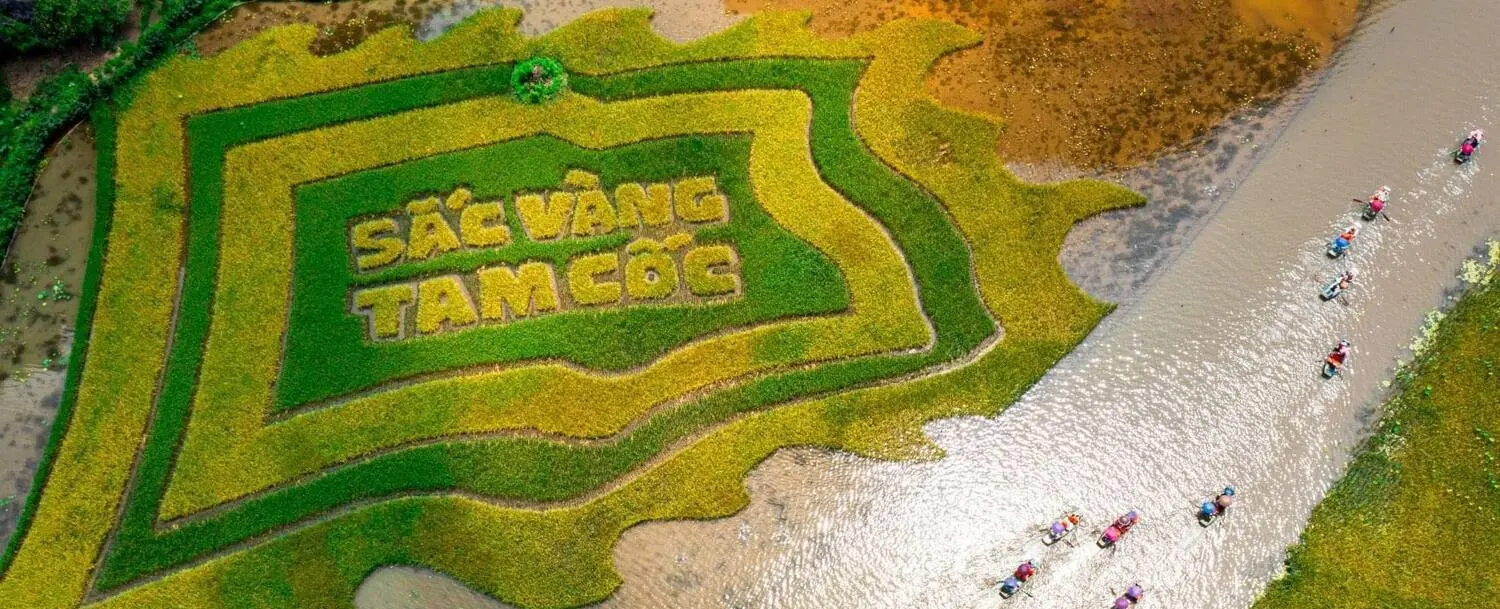 Tự hào 'Sắc vàng Tam Cốc', lá cờ hội bằng lúa lớn nhất Việt Nam