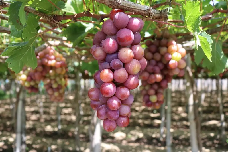 8 đặc sản Ninh Thuận với hương vị thơm ngon ngất ng&acirc;y 2