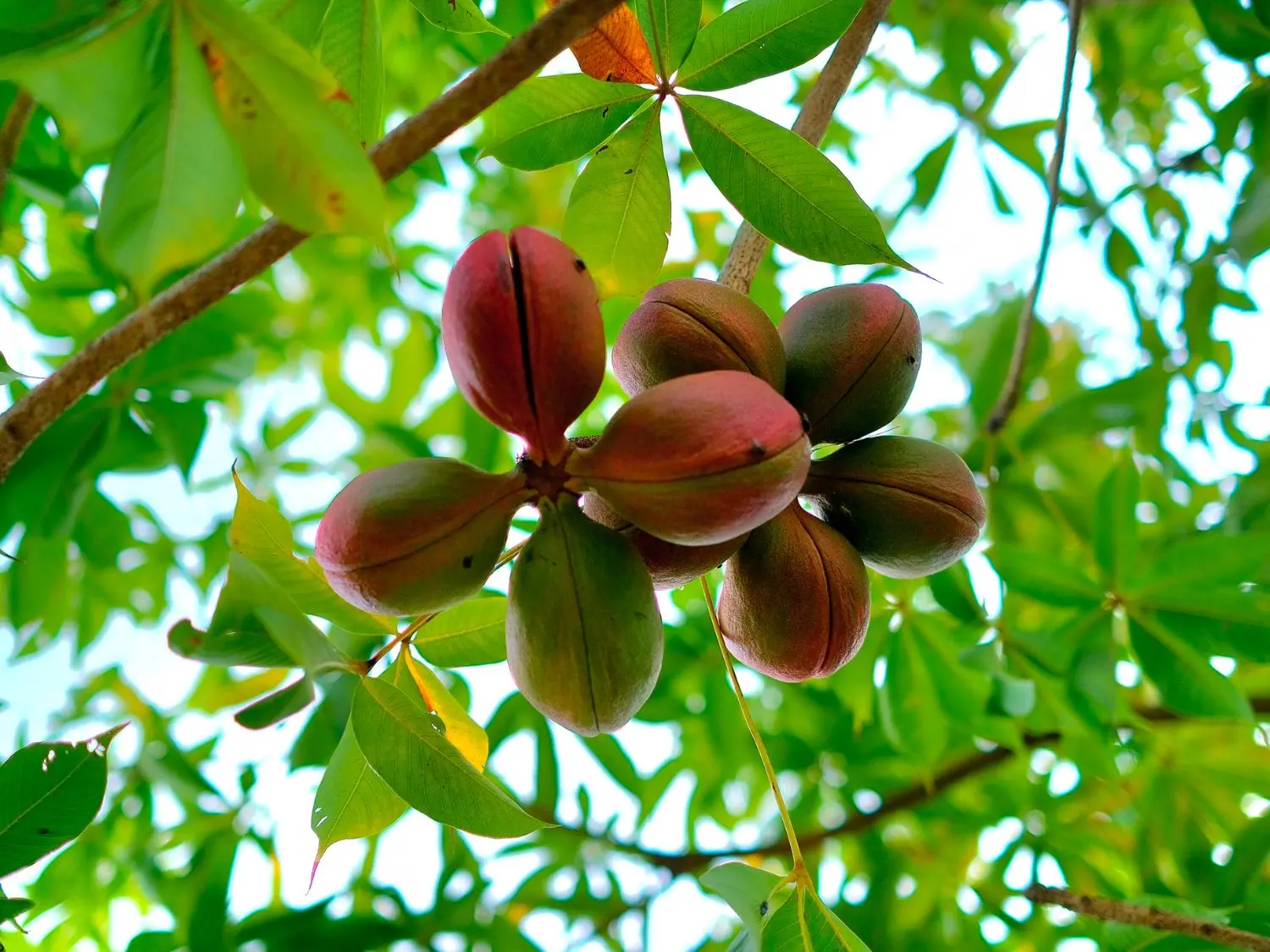 Đặc sản mủ tr&ocirc;m Ninh Thuận vừa thơm ngon lại rất tốt cho sức khỏe 6