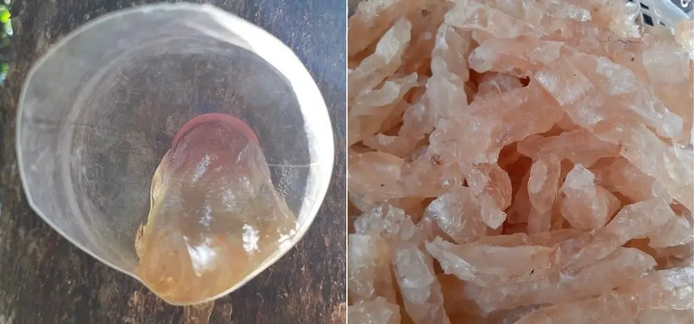 Đặc sản mủ tr&ocirc;m Ninh Thuận vừa thơm ngon lại rất tốt cho sức khỏe 5