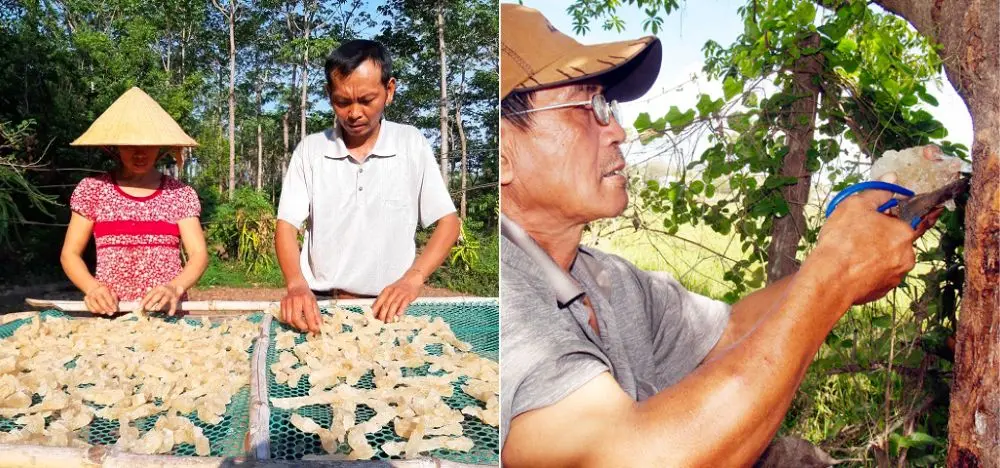 Đặc sản mủ tr&ocirc;m Ninh Thuận vừa thơm ngon lại rất tốt cho sức khỏe 3