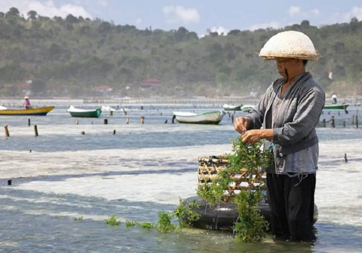 Rong sụn Ninh Thuận, m&oacute;n qu&agrave; qu&yacute; gi&aacute; từ biển cả 3