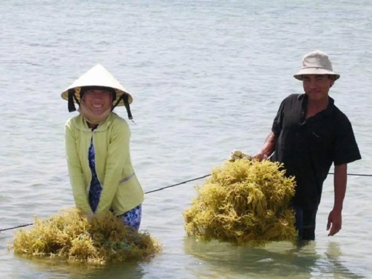 Rong sụn Ninh Thuận, m&oacute;n qu&agrave; qu&yacute; gi&aacute; từ biển cả 4