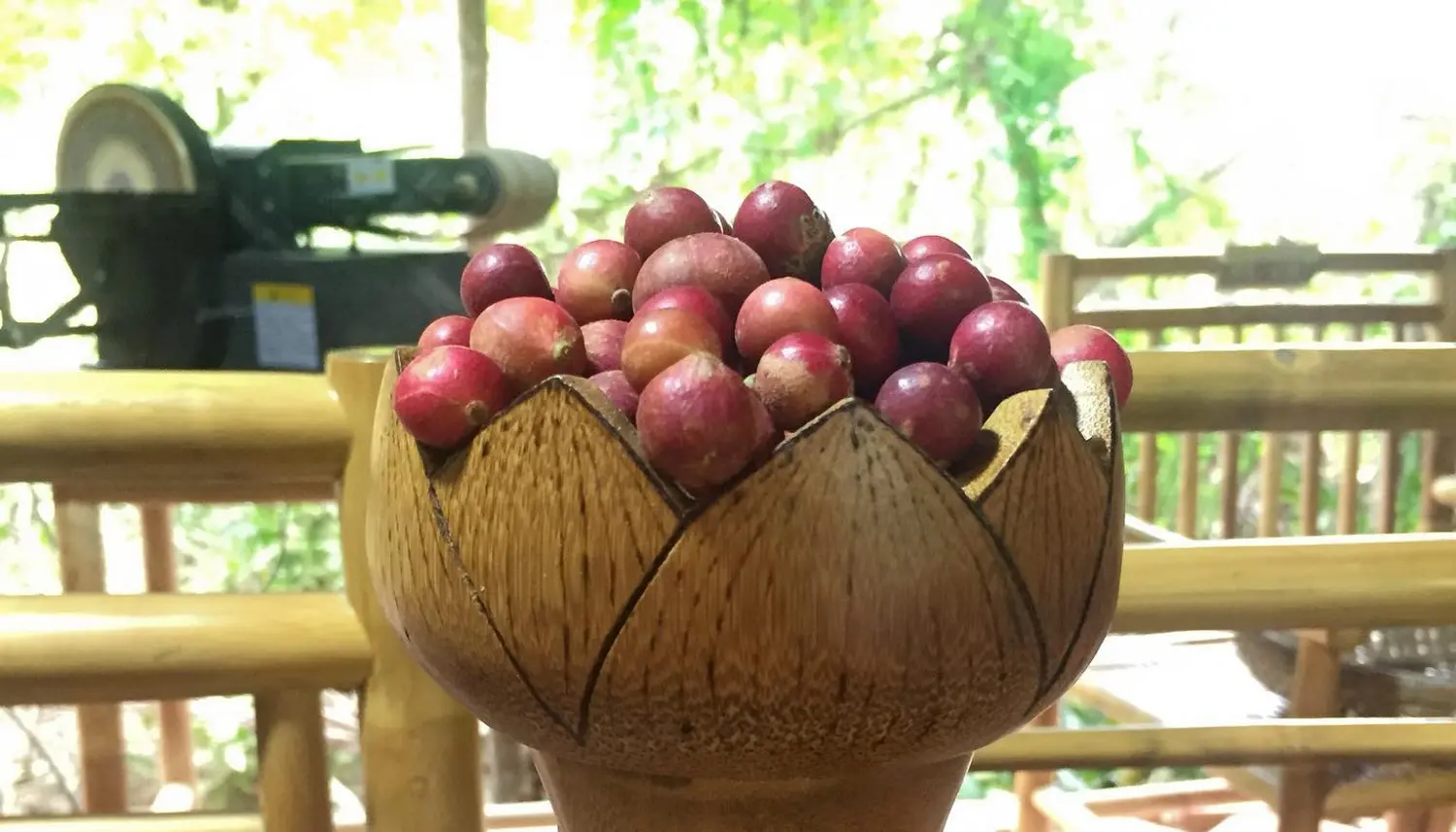 Tr&aacute;i da đ&aacute;, đặc sản độc nhất v&ocirc; nhị của v&ugrave;ng đất Ninh Thuận 4