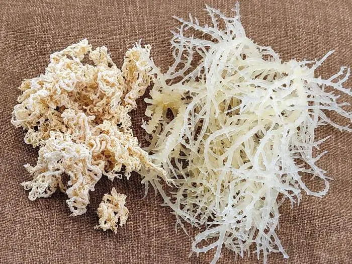 Rong sụn Ninh Thuận, món quà quý giá từ biển cả