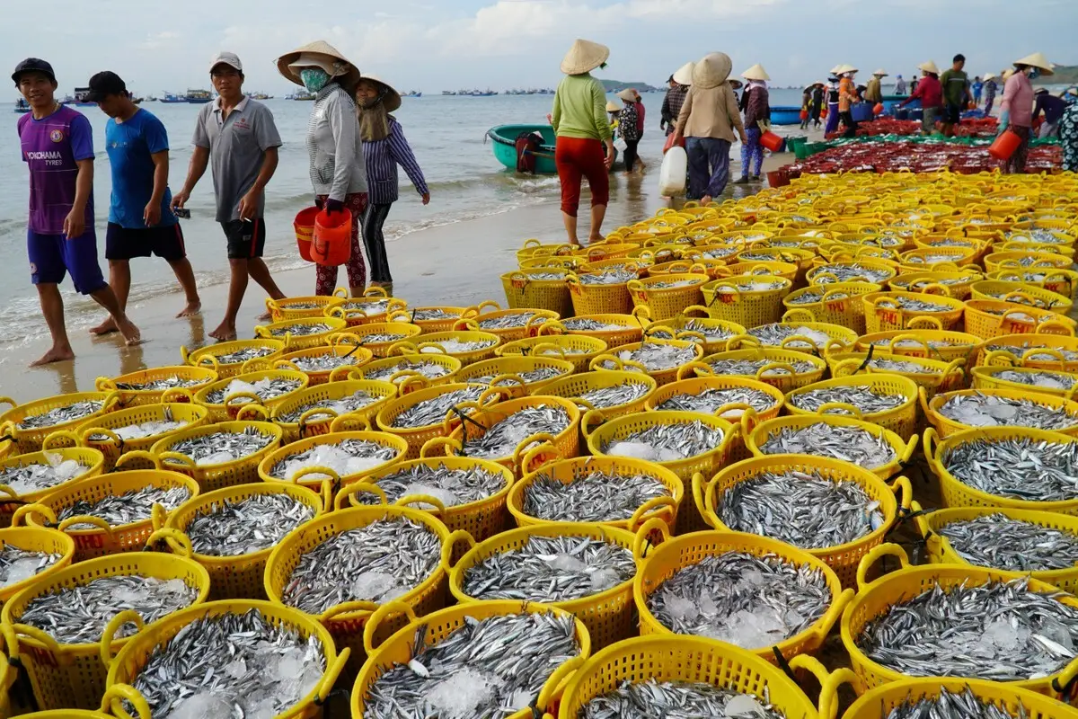 Thưởng thức mắm biển Phan Thiết dân dã và bình dị