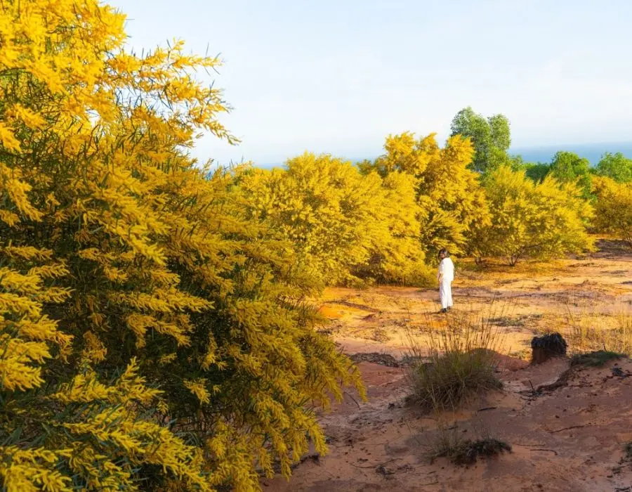 Chi&ecirc;m ngưỡng thảm hoa v&agrave;ng ở Phan Thiết rực sắc trong nắng mai 2