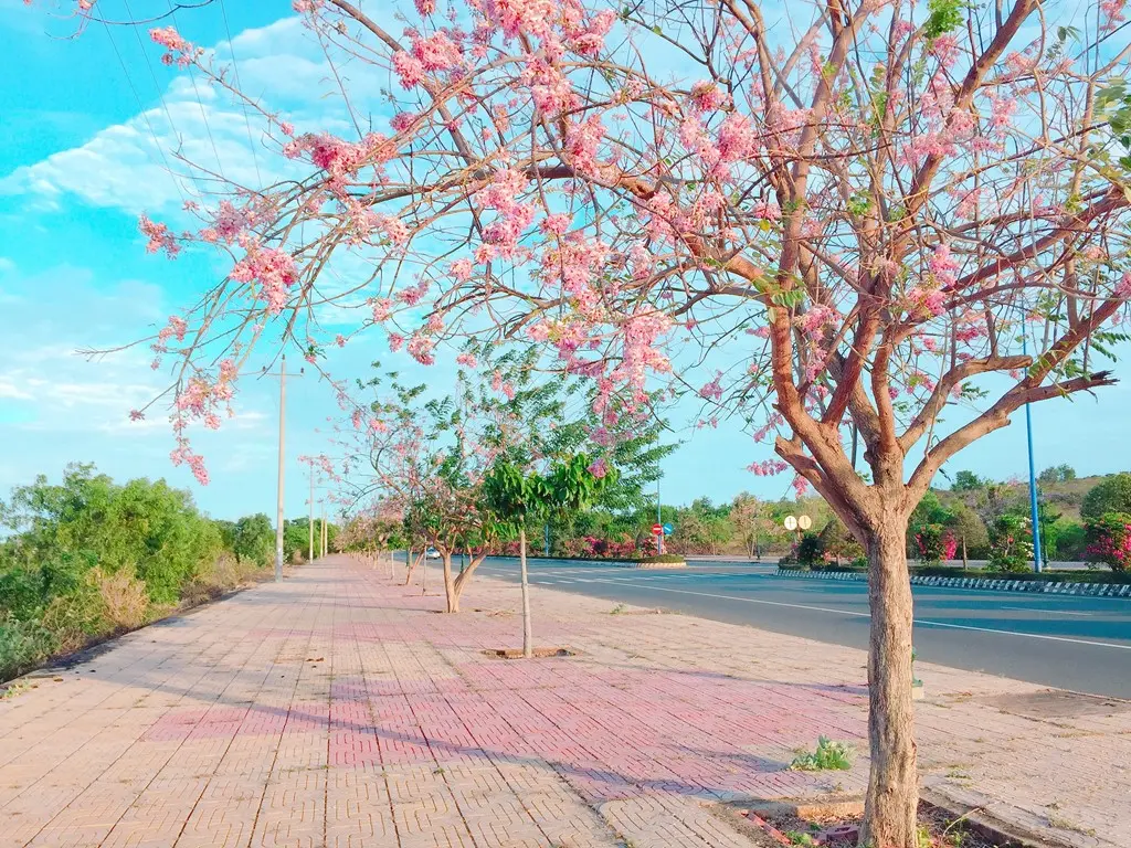 Review h&agrave;nh tr&igrave;nh du lịch Phan Thiết v&agrave;o m&ugrave;a hoa nở rộ 2