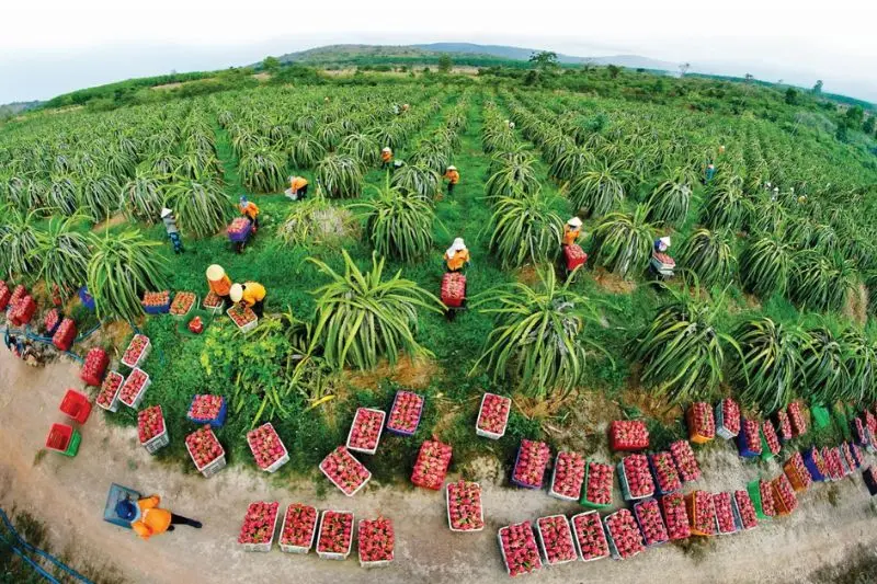 Du lịch Phan Thiết 2 ng&agrave;y 1 đ&ecirc;m: Gợi &yacute; lịch tr&igrave;nh, kinh nghiệm tự t&uacute;c 8