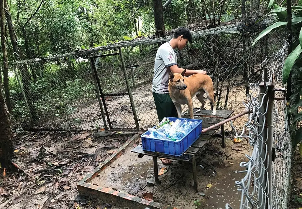 Trung t&acirc;m bảo tồn ch&oacute; xo&aacute;y Ph&uacute; Quốc &ndash; Quốc khuyển linh hồn của đảo Ngọc 16