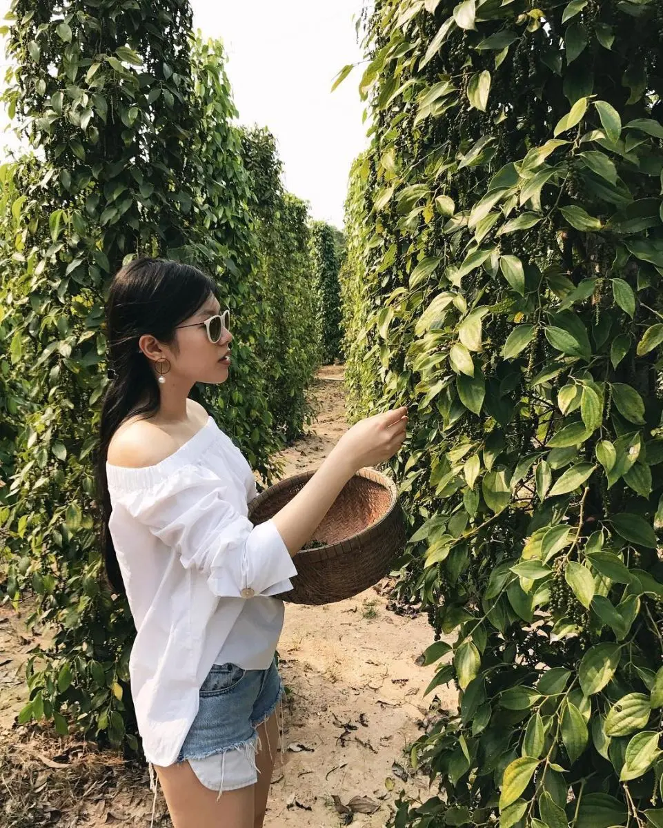 Vườn ti&ecirc;u Ph&uacute; Quốc &ndash; V&agrave;ng đen tr&ecirc;n đảo Ngọc 11