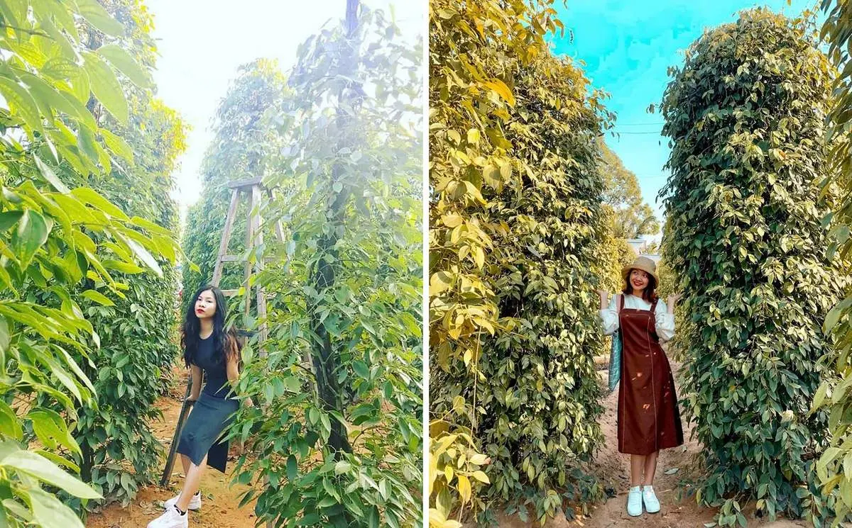 Vườn ti&ecirc;u Ph&uacute; Quốc &ndash; V&agrave;ng đen tr&ecirc;n đảo Ngọc 10