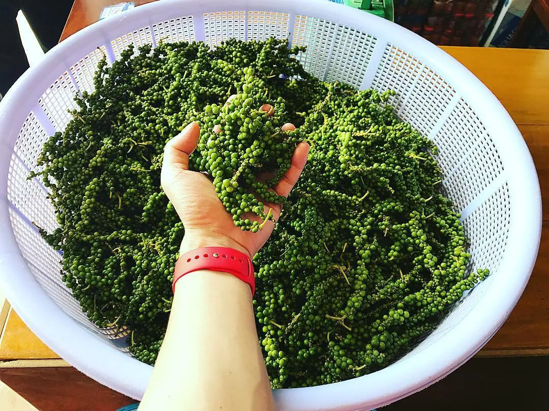 Vườn ti&ecirc;u Ph&uacute; Quốc &ndash; V&agrave;ng đen tr&ecirc;n đảo Ngọc 6