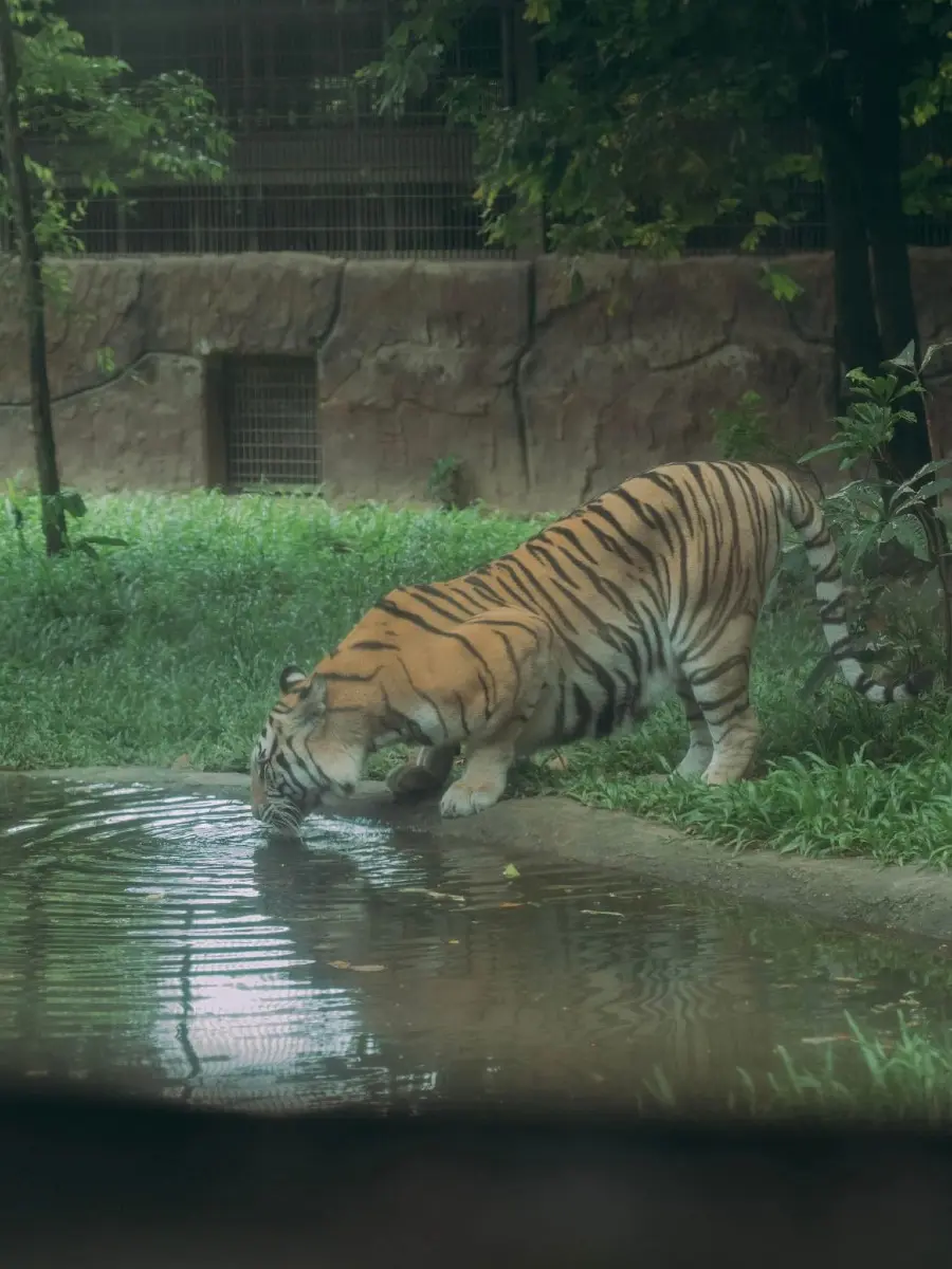 Một ng&agrave;y tại Vinpearl Safari, vườn th&uacute; b&aacute;n hoang d&atilde; trong l&ograve;ng Đảo Ngọc 9