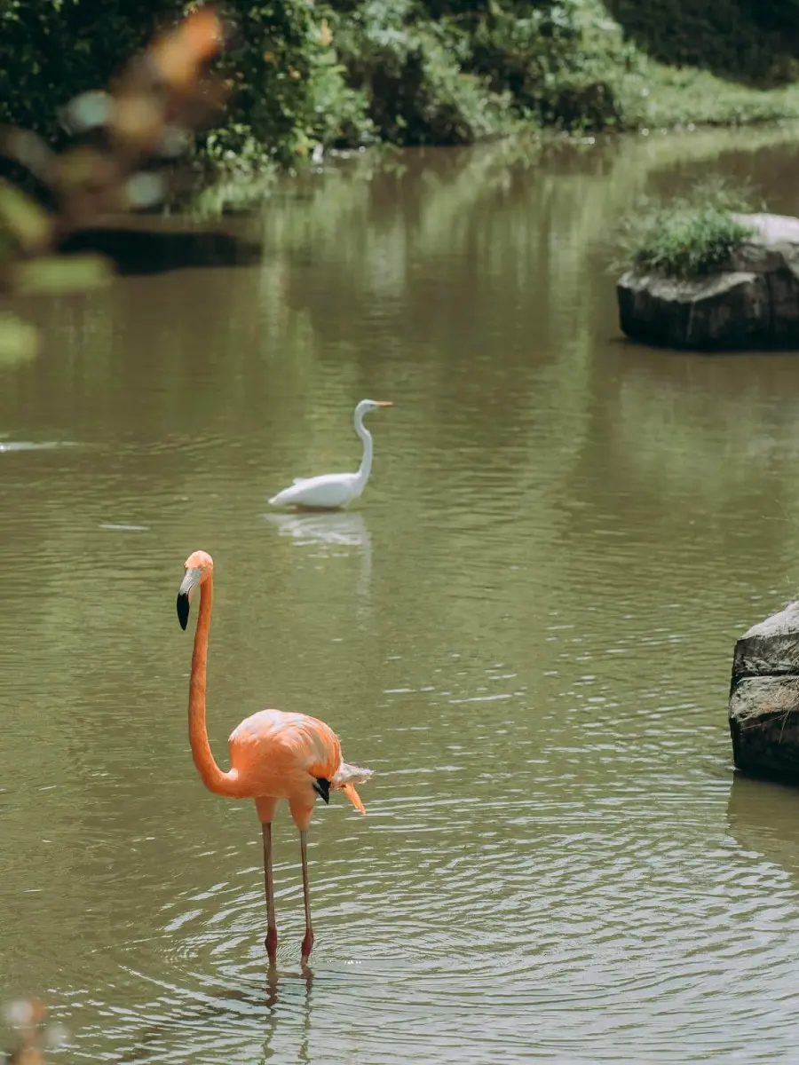 Một ng&agrave;y tại Vinpearl Safari, vườn th&uacute; b&aacute;n hoang d&atilde; trong l&ograve;ng Đảo Ngọc 6